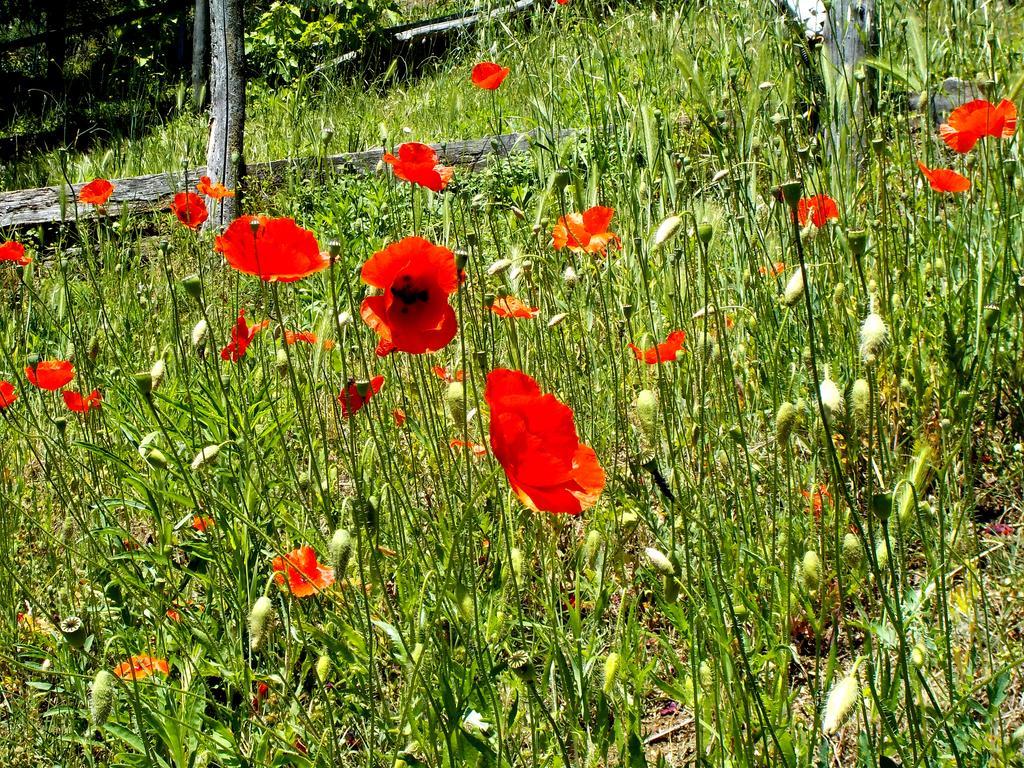Cascina Ciosse B&B Grognardo 外观 照片